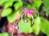 Epimedium Yokihi